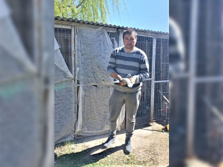 Colombofilia: “El Chasqui” a fondo desde Concepción del Uruguay