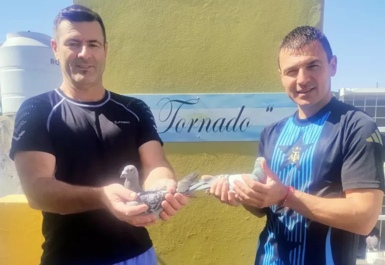 Colombofilia: Destacada labor del palomar «El Tornado»